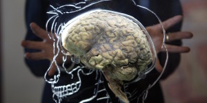 a student standing next to an exhibition of a real human brain