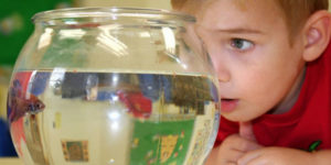 student looking at goldfish bowl