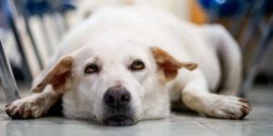 white dog laying down